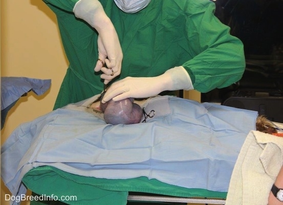 A veternarian is holding forceps and digging into the insides of a covered dog. The uterine horn of the dog is on top of the covering.