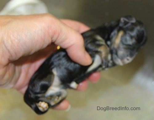 Close Up - A newborn dead puppy