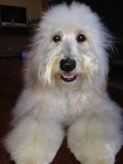 Close up view from the front - A fuzzy-looking, large breed, white Whoodle is laying on a hardwood floor and its mouth is open. It looks like it is smiling.