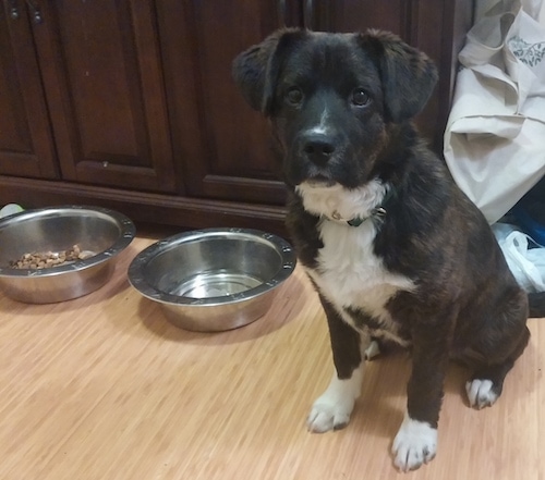 The front left side of a brindle with white Akita Shepherd puppy is sitting in kitchen next to dog food and water bowl