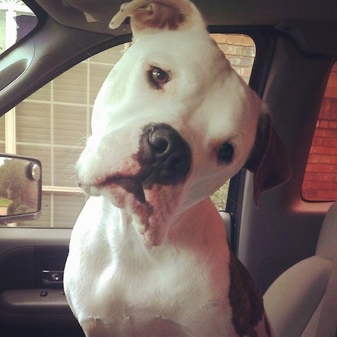 A white American Bull Staffy is sitting in car with its head tilted to the right.