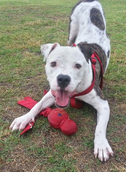 A white with brindle American Bull Staffy is play bowing with a red toy under its paw and its mouth is open.
