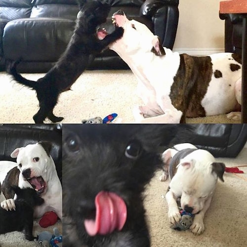 A compilation of images of an American Bull Staffy that is playing with a puppy.
