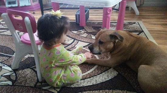 The front left side of a brown with white American Staffordshire Terrier that is laying on a rug, next to a sitting toddler.