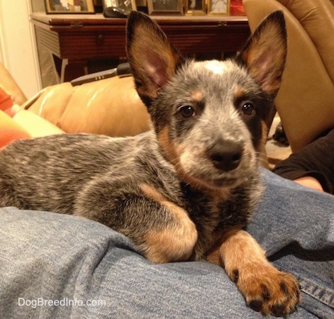 Close up - The right side of an Australian Cattle Dog puppy that os laying on a persons legs and it is looking forward.