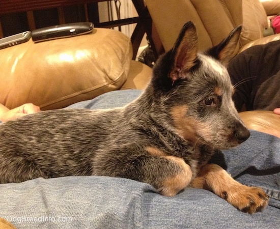 The right side of an Australian Cattle Dog puppy that is laying on a persons legs in a recliner chair.