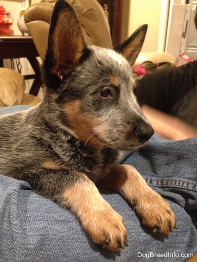 Close up - The right side of an Australian Cattle Dog puppy that has perked up ears, it is laying on a persons legs and it is looking to the right.