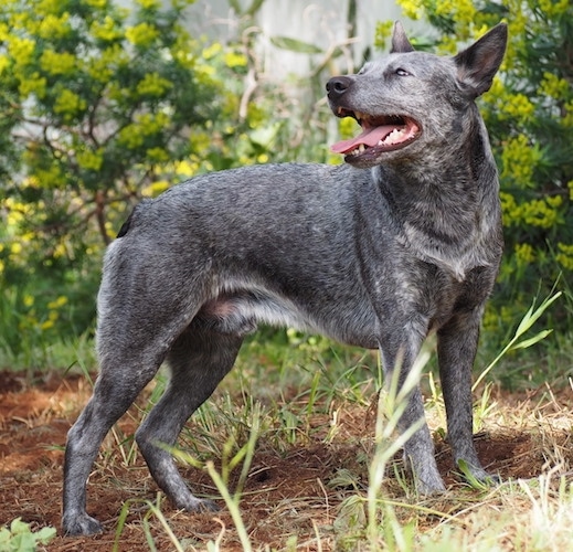 The right side of a black with gray and white Australian Stumpy Tail Cattle Dog is standing outside in dirt, it is looking to the left, its mouth is open, its tongue is out and it is looking up. Its ears are slightly pinned back.