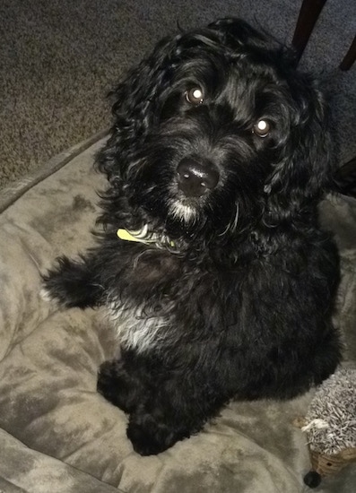 Topdown view of a black with white Bernedoodle puppy that is sitting on a pillow, next to a hedgehog toy and it is looking up.