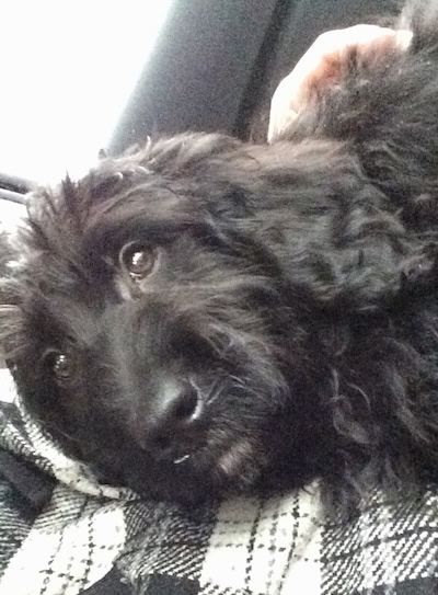Close up - the left side of a black Bernedoodle puppy that is sitting on a persons lap, in a car and it is looking forward.