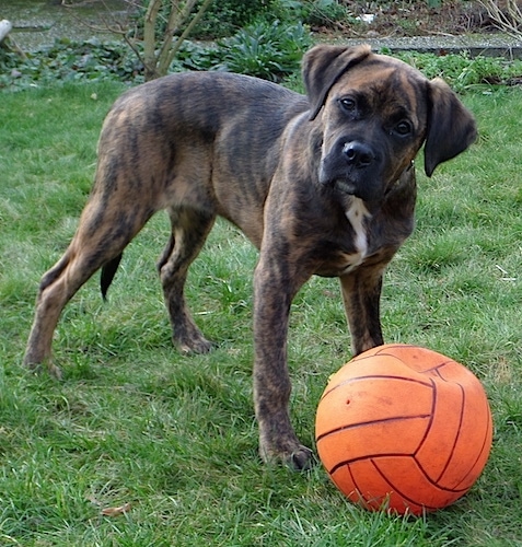Nible the Boxador standing outside in front of a flat orange volleyball and its head is tilted to the left