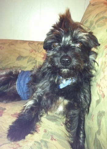 Scottie the Cairn Terrier is laying on a couch and he is wearing a blue band around his lower end