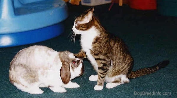 A rabbit is standing in front of a cat. The cat has its paw on top of its head.