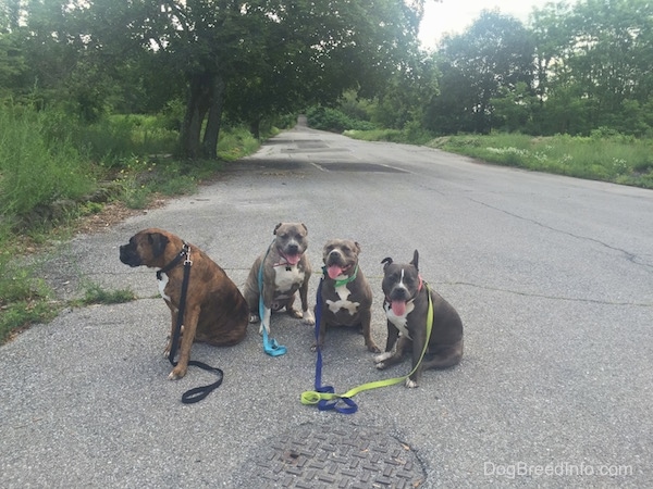 Bruno the Boxer, Spencer the Pit Bull, Leia the Pit Bull and Mia the American Bully are sitting in a street in Centralia