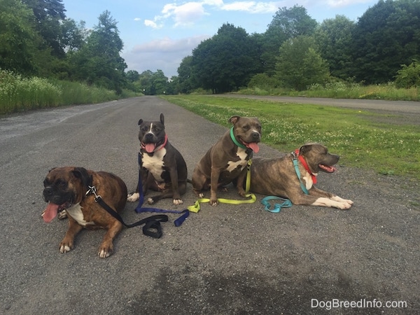 Bruno the Boxer and Spencer the Pit Bull are laying down on Railroad Avenue. Leia the Pit Bull and Mia the American Bully are sitting on Railroad Ave.
