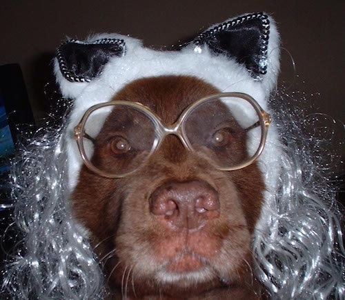 Close Up - Gracie the red Chabrador wearing a white wig, cat ears and glasses