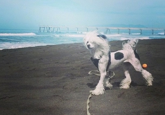 Sofia Bianca the Chinese Crested Dog is standing on a beach and the wind is blowing her hair