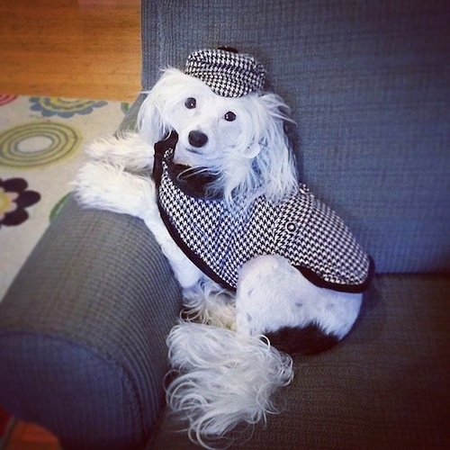 Sofia Bianca the Chinese Crested is wearing a black and white plaid detective hat and coat. Sofia Bianca is leaning against the arm of a chair and looking at the camera holder