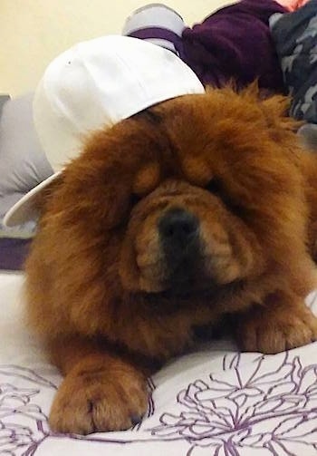 Thor the Chow Chow is laying on a bed. Thor is wearing a hat and the brim of the hat is to the left