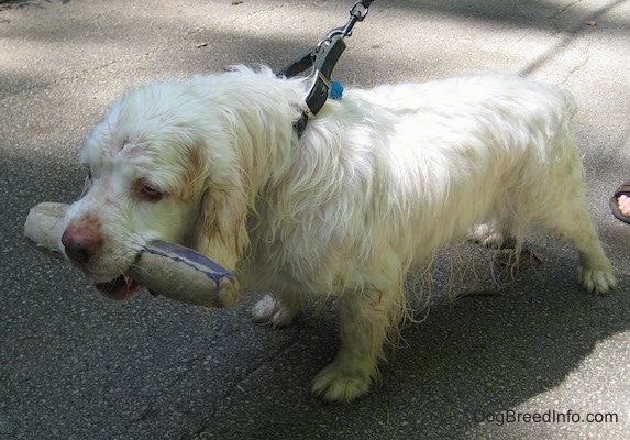 Bodie the Clumber Spaniel has a toy in his mouth. He is wearing a black leather collar and pulling on the leash
