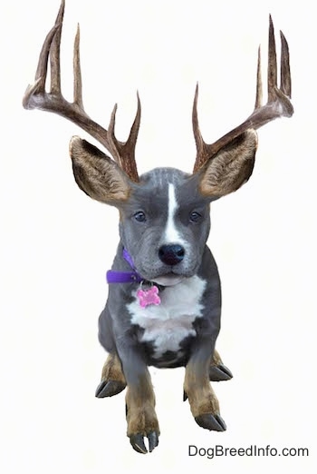 Photoshopped picture of a black with white American Bully with elk ears, feet and antlers
