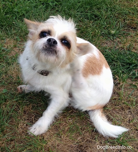 A white with tan dog is sitting outside and scratching the back of its head