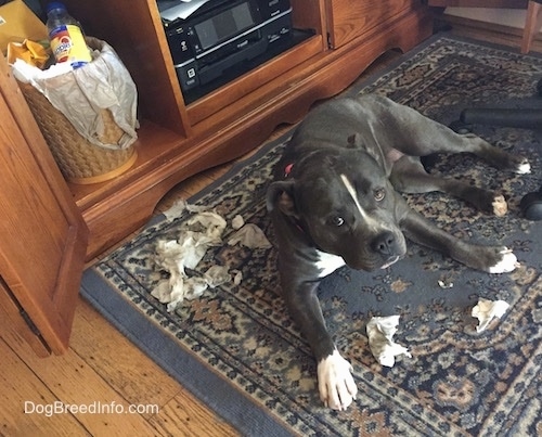 Mia the American Bully is laying on a rug with a trash can in an entertainment center. There are trash napkins behind and in front of her