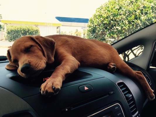 Remy the reddish-brown Doxle puppy is sleeping on the dashboard of a vehicle
