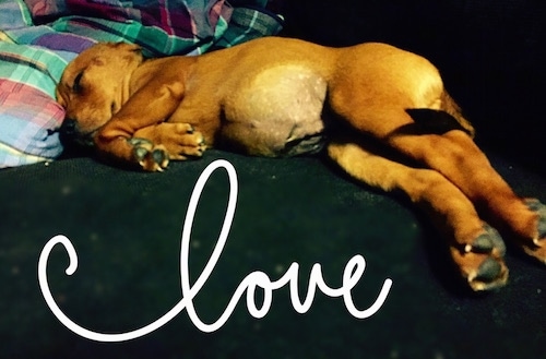 Remy the Doxle Puppy is sleeping on a couch. There is a plaid blanket behind its head. The words 'love' are overlayed in cursive writing on the image