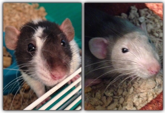 Left Photo - Close up - A brown and white Dumbo Rat is climbing up the side of its cage. Right Photo - Close up - A grey with white Dumbo Rat is laying on top of oats and it is looking up.