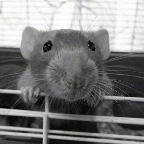 Close up front view head shot - A black and white photo of a Dumbo Rat climbing on to the gate of an open cage door.