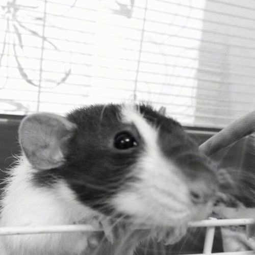 Close up - A black and white photo of a dumbo rat climbing on the door of its cage.