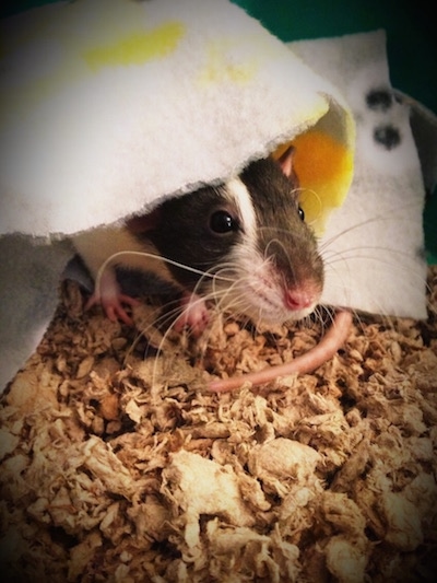 Close up - A black and white Dumbo Rat is laying under a white and yellow blanket in its cage.