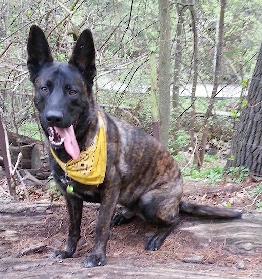 Meeko the brown brindle Dutch Shepherd is sitting on a log and wearing a yellow bandana. Her mouth is open and her tongue is hanging to the right side