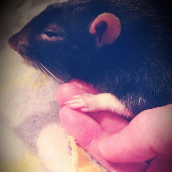 Close up side view head shot - A black and white Fancy rat is laying on a blanket and partially in a persons hand.