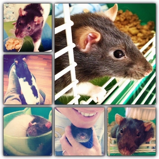 A collage of photos of a black and white fancy rat.