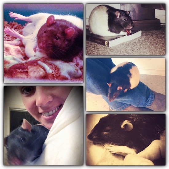 A collage of photos featuring a black and white Fancy Rat.