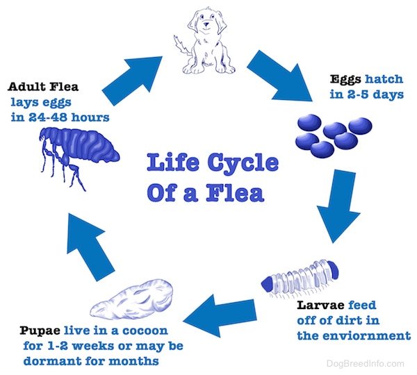 understanding the life cycle of a flea