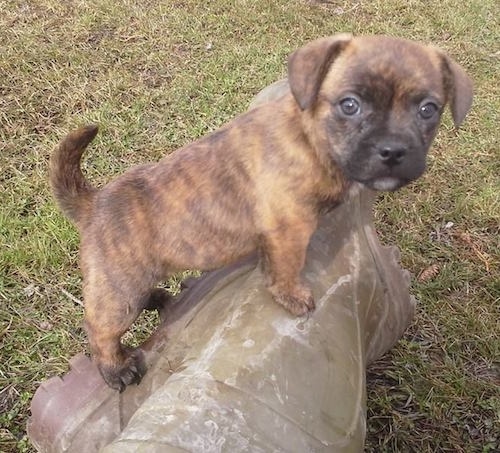 Molly the brown brindle French Bull Jack puppy is outside in a yard standing on a persons boots, who is sitting on the ground.