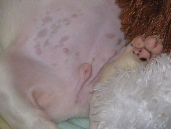 Close Up - Moe the French Bulldog Puppy Genitalia and paw next to a plush toy