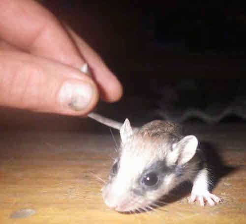 Garden Dormouse on a hardwood floor being held by its tail