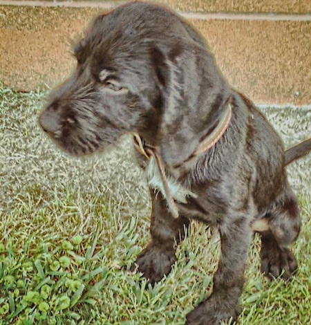 A black with white German Wirehaired Labrador puppy is sitting in grass in front of a brick wall