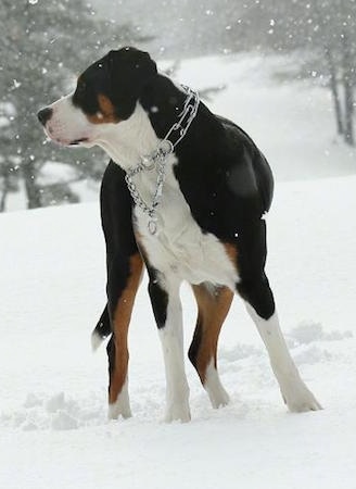 Close Up - A tricolor black, tan and white Greater Swiss Mountain Dog is wearing a prong collar standing outside in snow while it is activly snowing. 