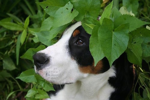 Close Up - A tricolor black, tan and white Greater Swiss Mountain Dog has its head poking out from behind leaves and is looking to the left
