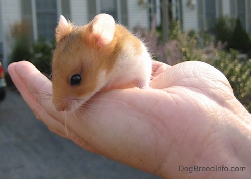 Close up - A tan with white Hamster is standing in the hand of a person looking over the edge at the ground.
