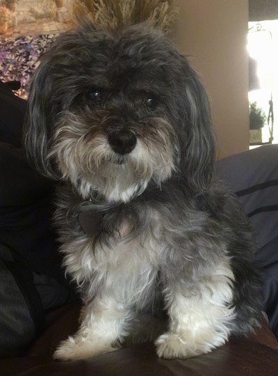 A grey with white Havanese is sitting on top of a person on a couch