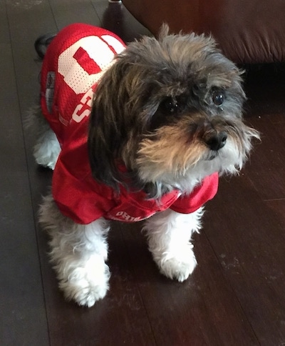 A grey with white Havanese is wearing an Ohio State Buckeyes jersey looking up and to the right