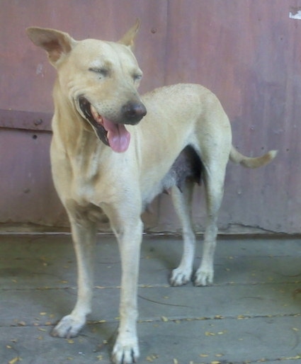 Front side view - A tan with white Pariah Dog is standing on a wooden surface looking down and to the right. Its mouth is open and tongue is out and eyes are closed. It looks like it is smiling. Its perk ears are out to the sides.