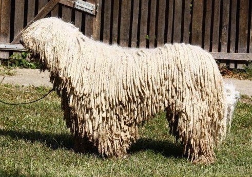 Left Profile - A white Corded Komondor is standing in grass in front of a wooden fence