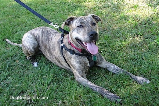 A brown brindle Labrabull is wearing a black harness laying in grass and it is looking forward. Its mouth is open and its tongue is out